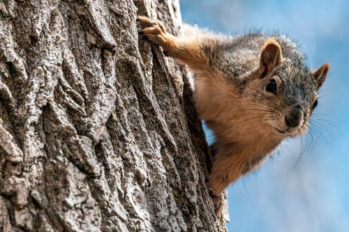 Free Captivating close-up of a curious fox squirrel climbing a tree in Salt Lake City. Stock Photo