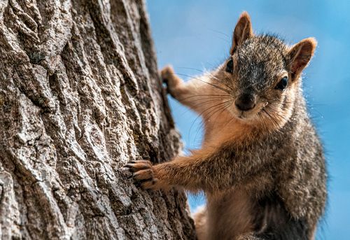 Free Close-up of a curious squirrel climbing a tree in bright daylight. Stock Photo