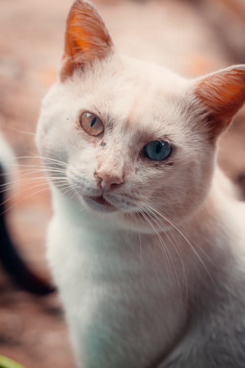 White Cat in a Close Up Photography