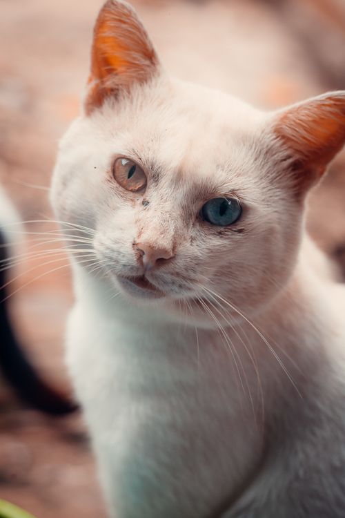 Free Close-up portrait of a cat with heterochromia - one blue eye and one brown eye, showcasing its unique appearance. Stock Photo