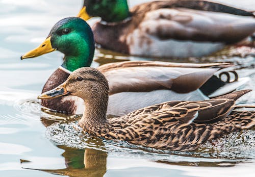 Imagine de stoc gratuită din a închide, animal, fotografie de animale