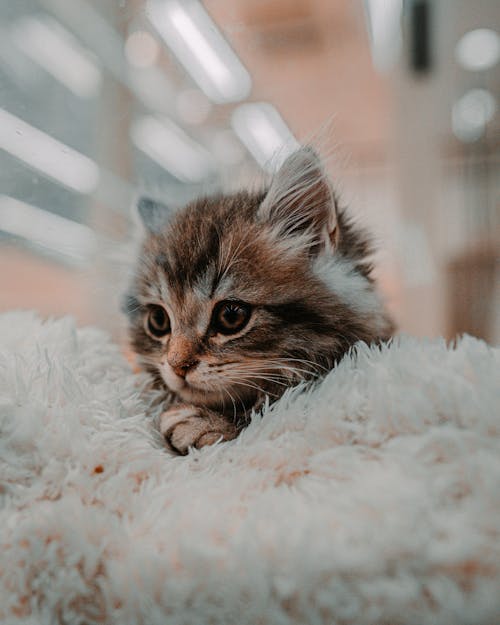 Close Up Shot of a Kitten