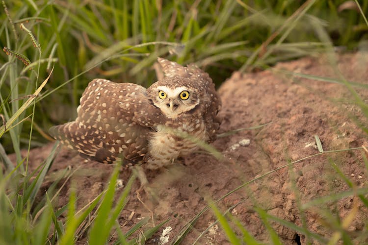 Scared Owl On Dirt On Hill Near Grass