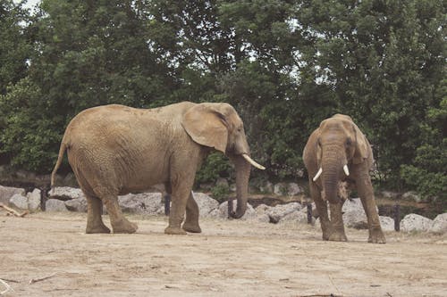 兩隻棕色的大象站在綠樹旁