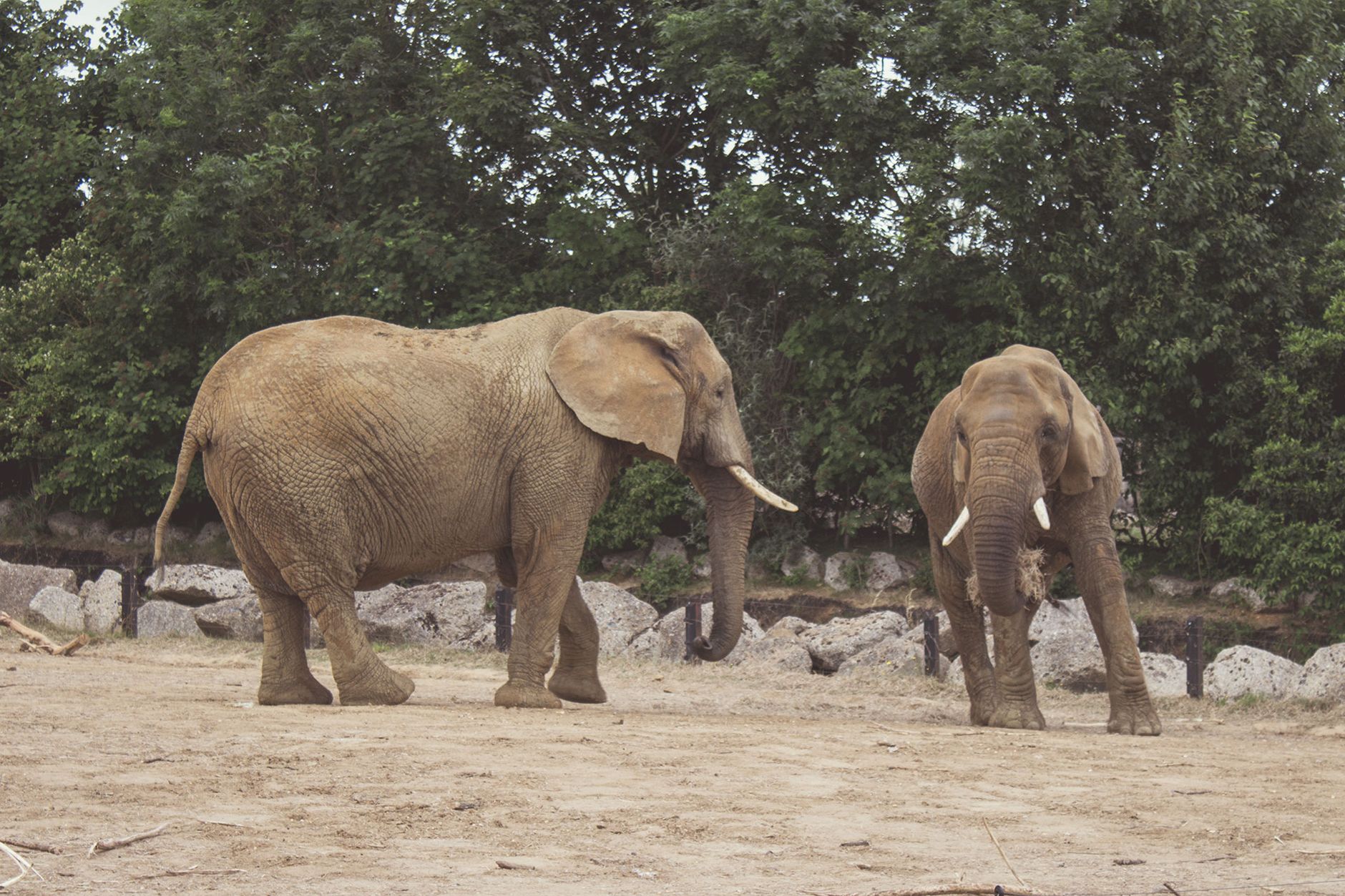 Two African elephants in a natural outdoor setting with greenery.