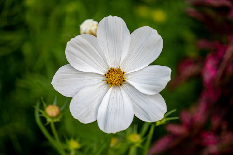 Close-up Of A White Garden Cosmos