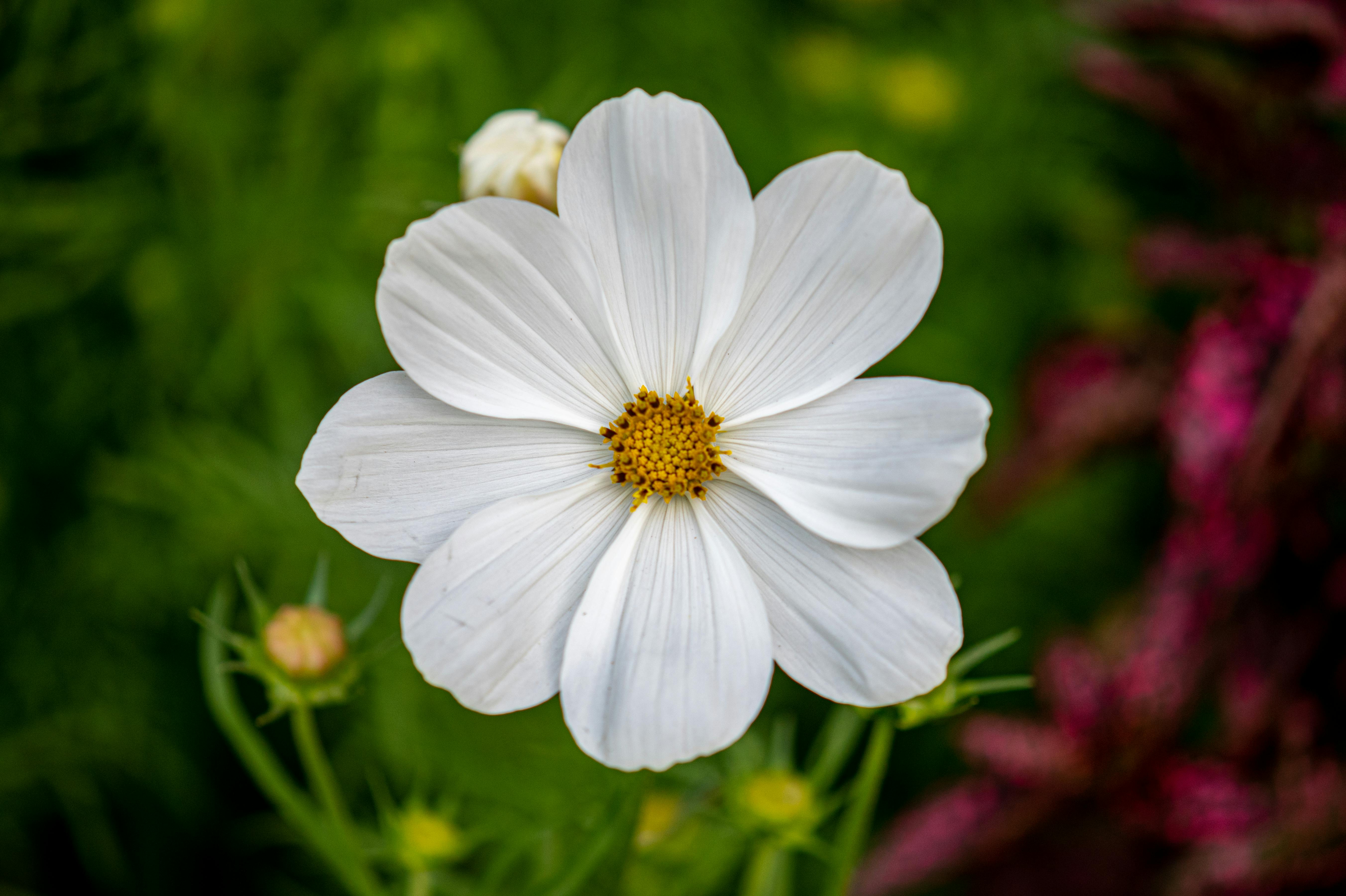 Close-up of a White Garden Cosmos · Free Stock Photo