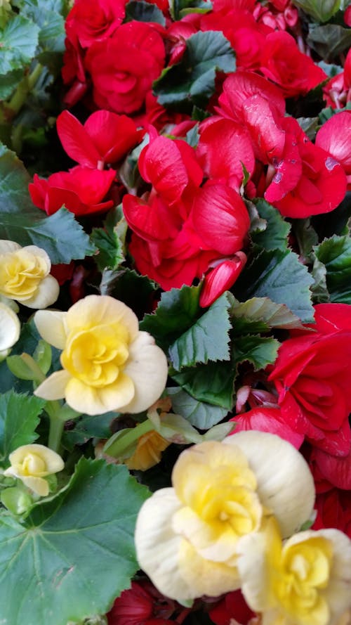 무료 꽃 사진, 노란 꽃, 베고니아의 무료 스톡 사진