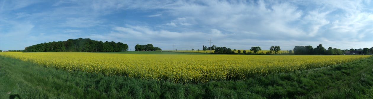 Панорамный вид на зеленые кусты