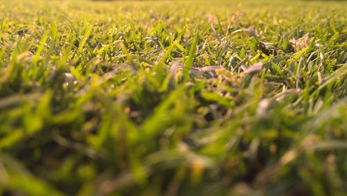 Free Green Grasses In-close Up Photography Stock Photo