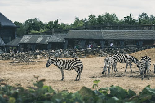 Základová fotografie zdarma na téma Afrika, zebry, zoo