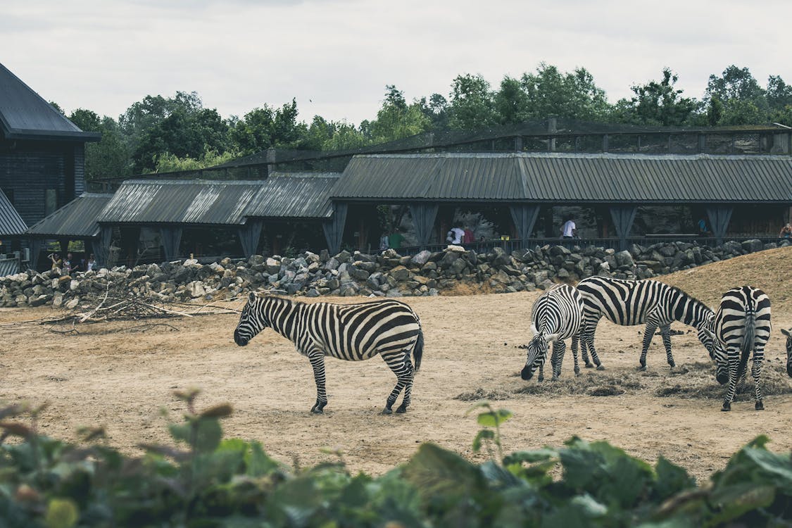 Gratis lagerfoto af afrika, dyr, Zebraer Lagerfoto