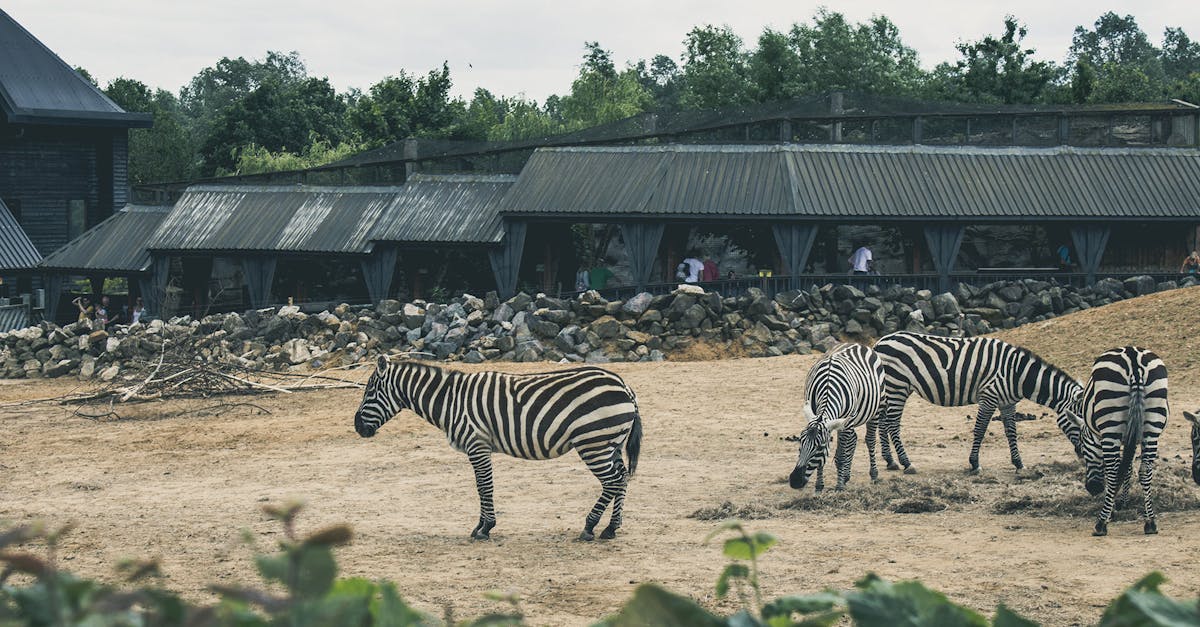 Free stock photo of africa, animals, zebras