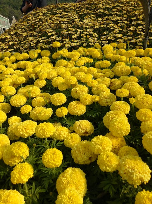 Free Blooming Yellow Marigolds Stock Photo