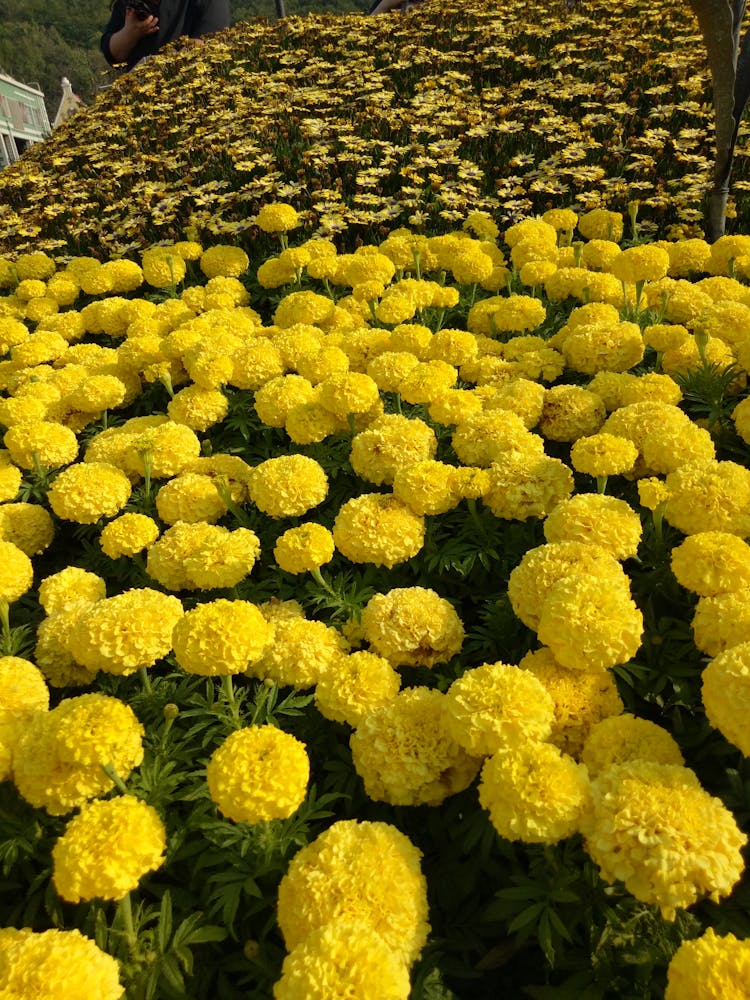 Blooming Yellow Marigolds