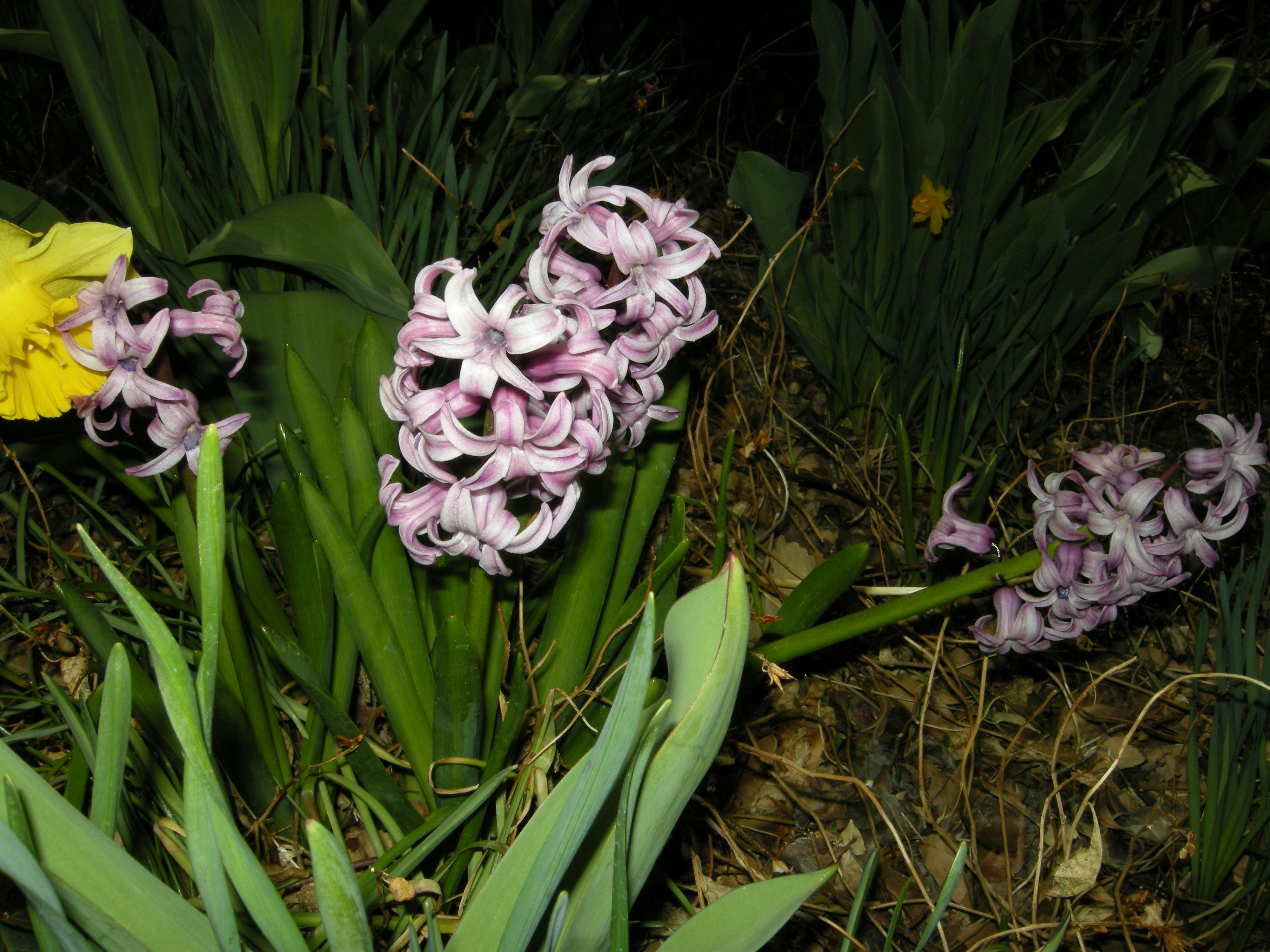 Hands planting flowers together