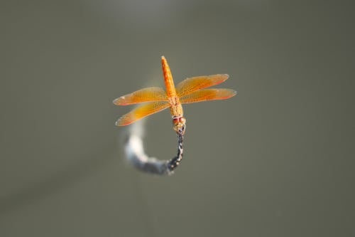 Brown Skimmer Perched on Gray Leaf