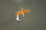 一支生动的橙色铅笔停在一根棍子上，被拍成了细致的微距照片