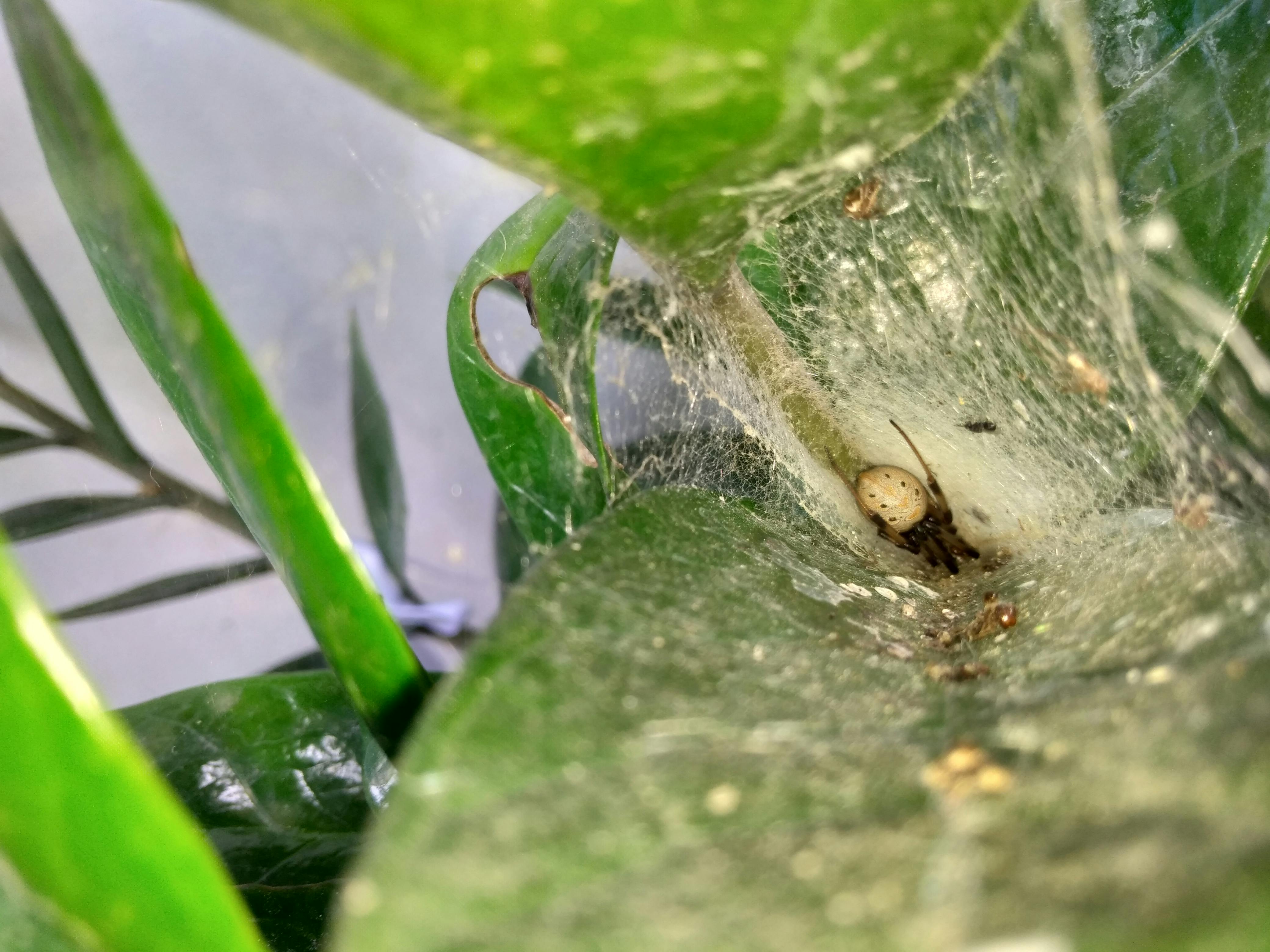 Was Arodi a Christian Seeker? Unveiling the Hidden Truths of His Spiritual Quest