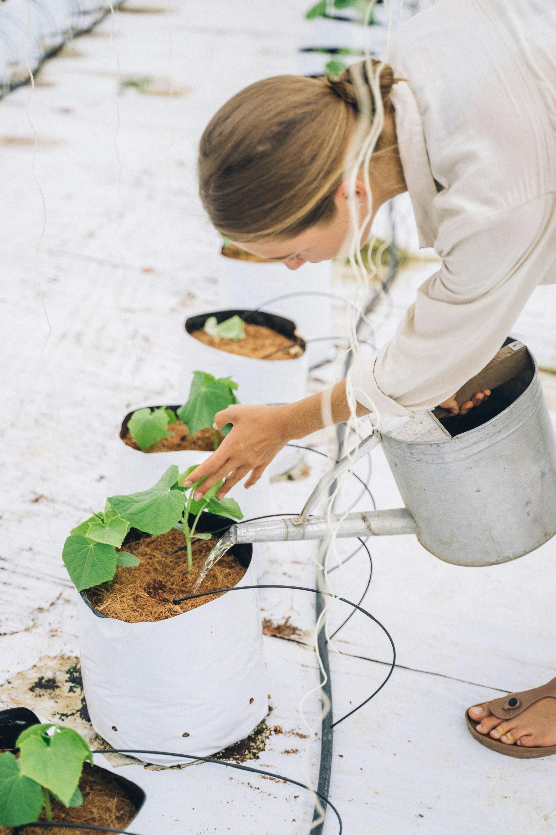 Free stock photo of at work, beautiful girl, black pepper farm