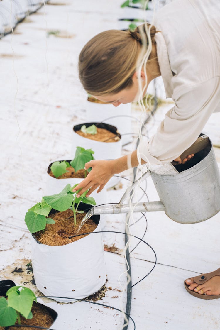 A Person Watering A Plant