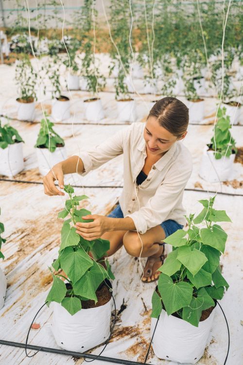 Free A woman crouches and cares for plants in a modern greenhouse, wearing casual attire. Stock Photo