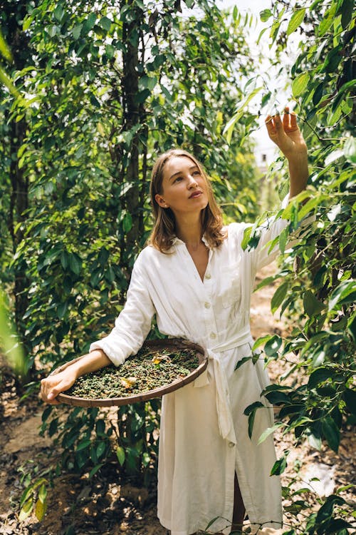 A Woman Harvesting Peppercorns