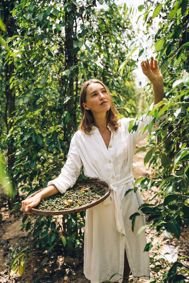 A Woman Harvesting Peppercorns