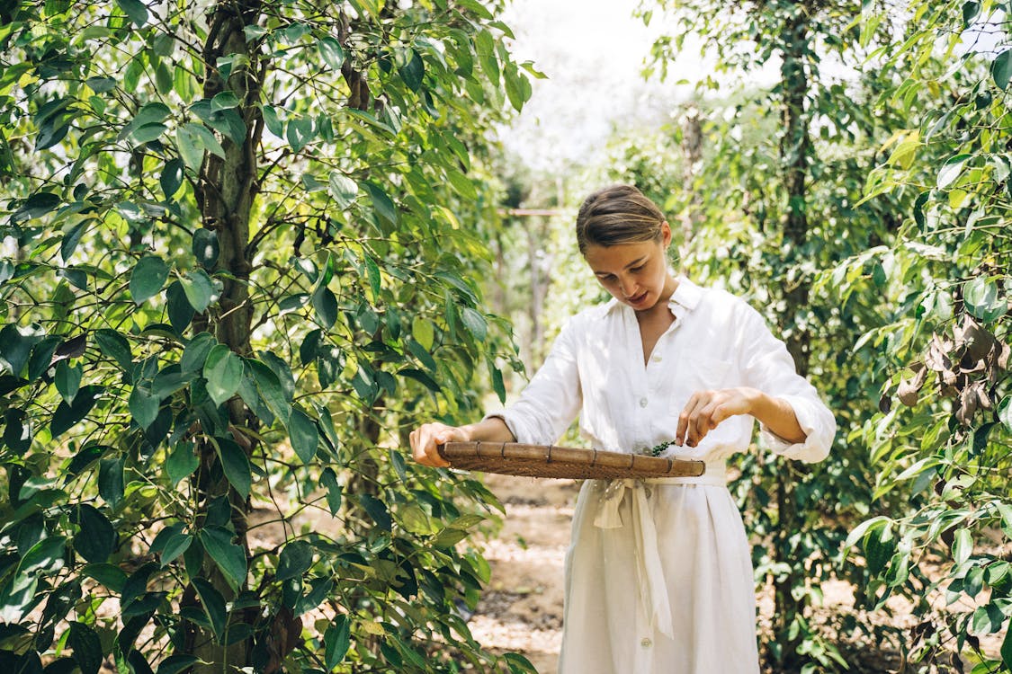 A Woman Harvesting Peppercorns