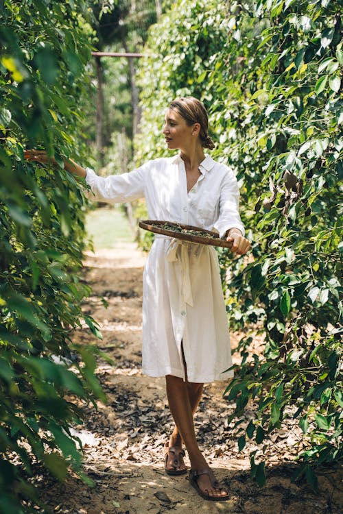 A Woman Harvesting Peppercorns