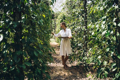 A Woman Harvesting Peppercorns