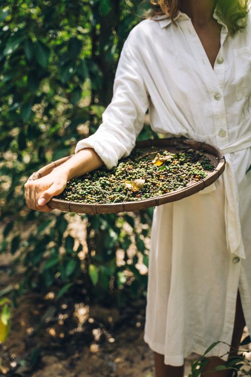 Free Close-up of a farmer holding a tray with freshly harvested coffee berries on a farm. Stock Photo