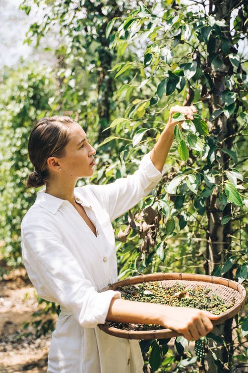 Free Young woman harvesting coffee berries on a sunny day at a farm. Stock Photo