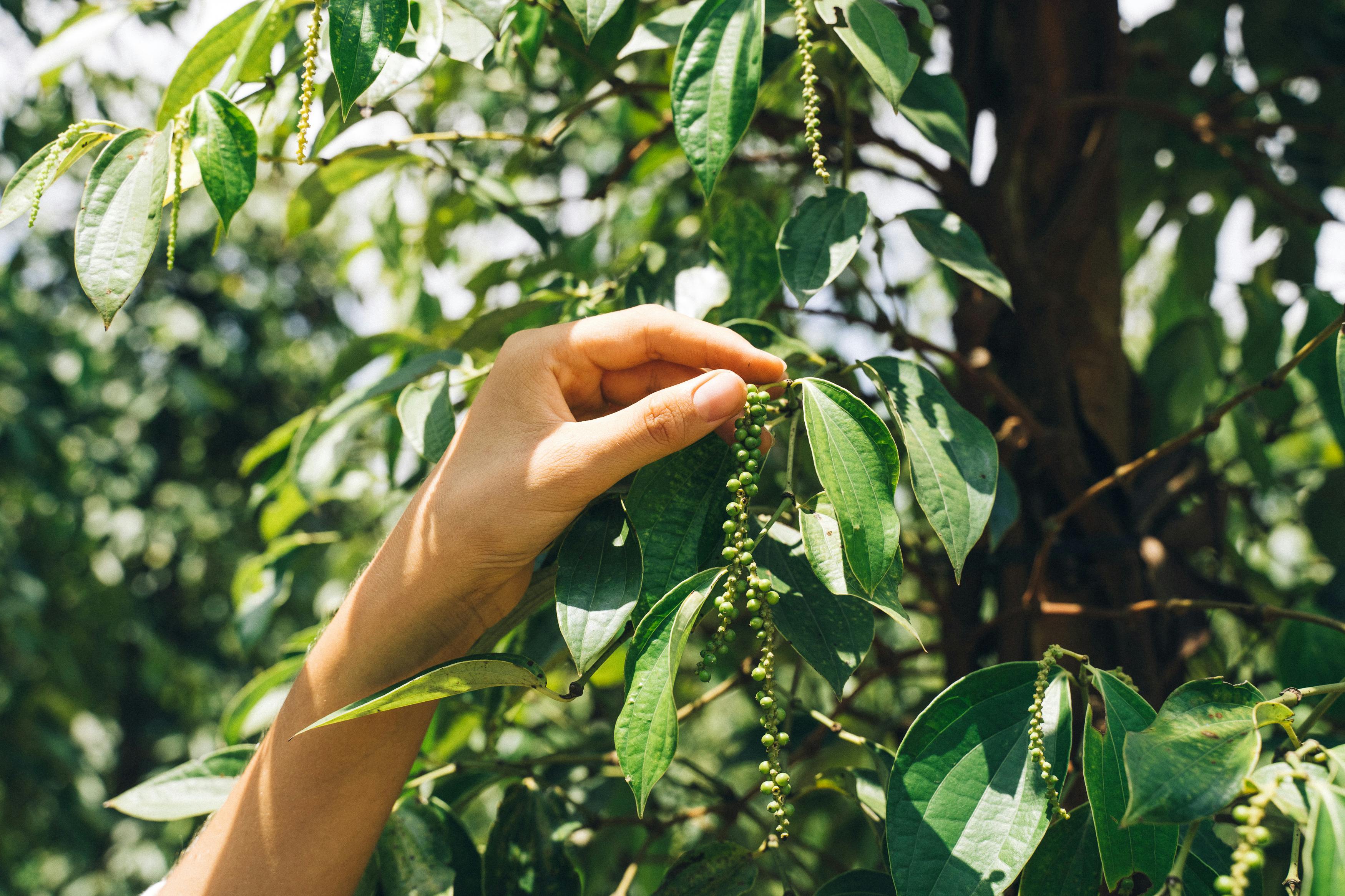 Free stock photo of at work, beautiful girl, black pepper farm