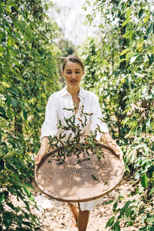 Free A woman in a white dress harvesting fresh peppercorns using a winnowing basket outdoors. Stock Photo