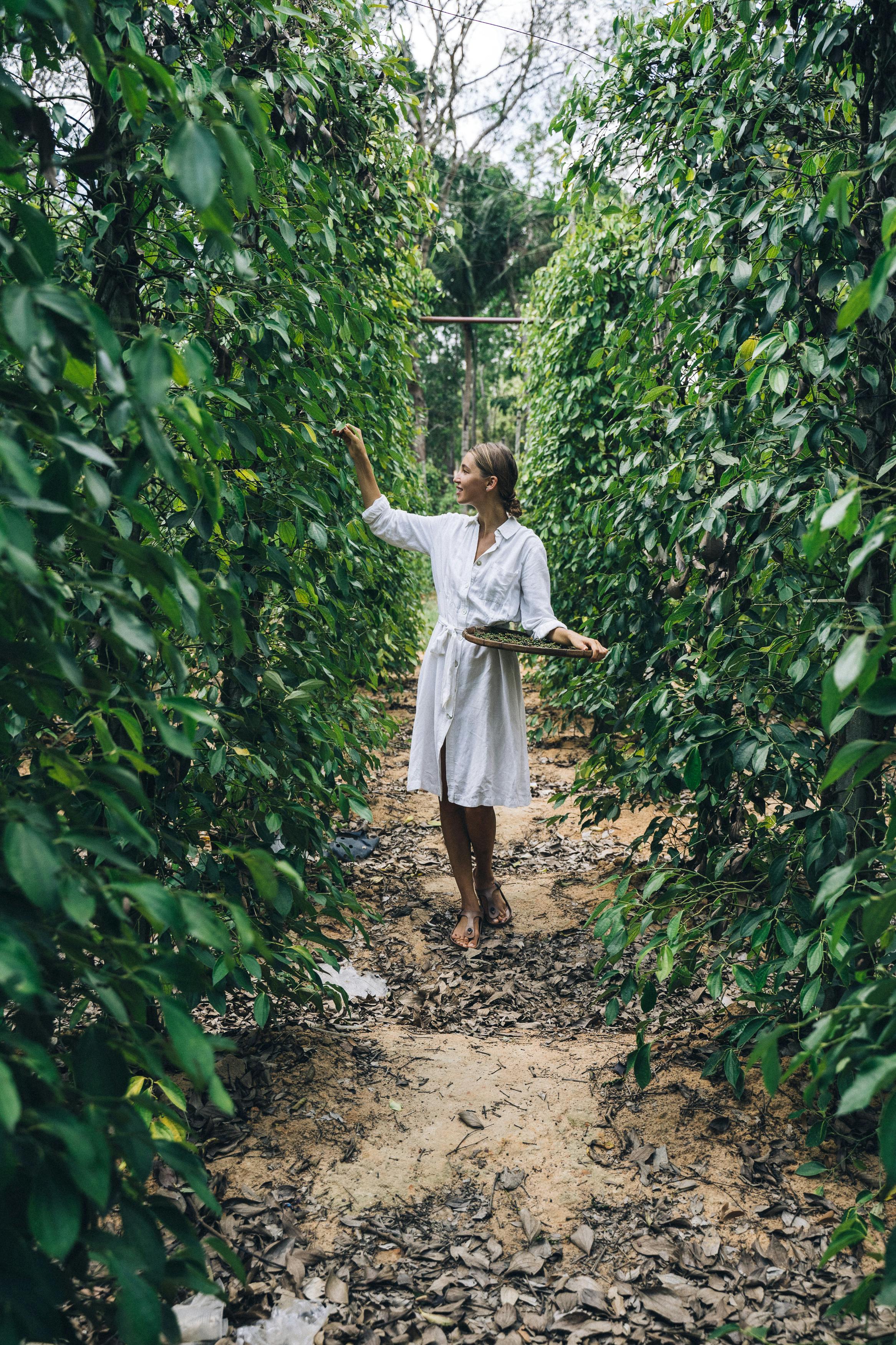 Free stock photo of at work, beautiful girl, black pepper farm