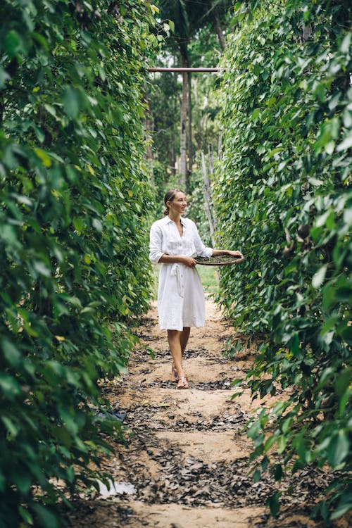 Free A Woman Harvesting Peppercorns Stock Photo