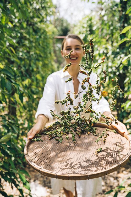 Free A woman in a white dress joyfully harvesting peppercorns with a woven basket in a lush green farm. Stock Photo