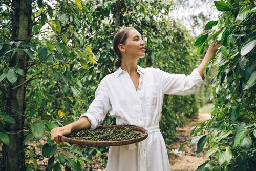 Free A woman in a white dress picks fresh pepper with a basket in a lush green farm. Stock Photo