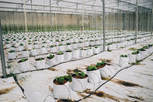 Green Plants in a Greenhouse