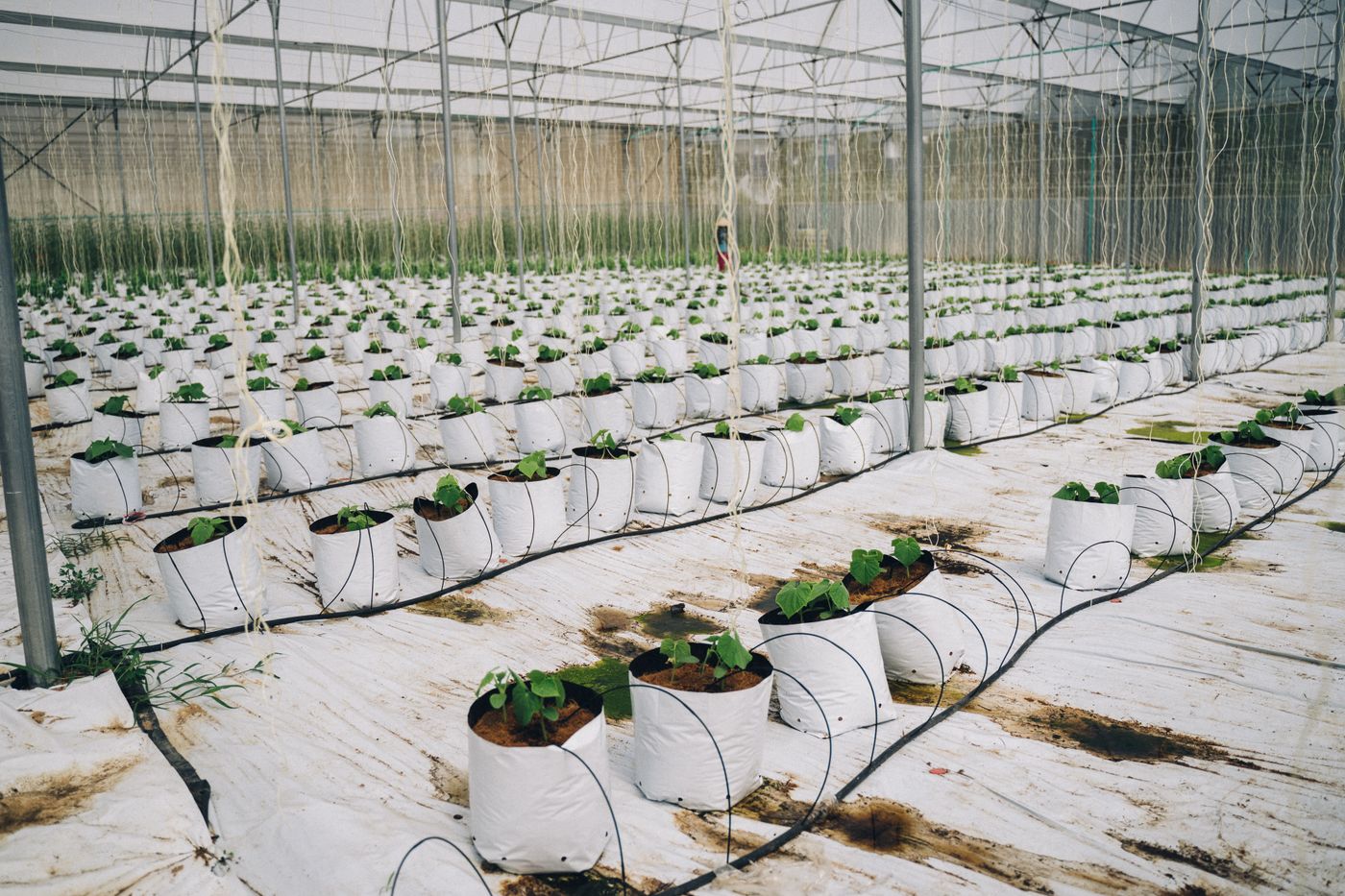Rows of plants growing in a greenhouse