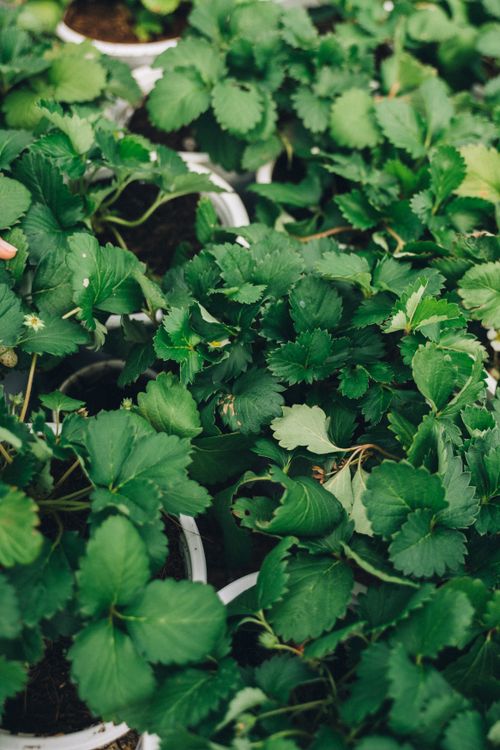 Free Detailed view of thriving green strawberry plants in pots. Stock Photo