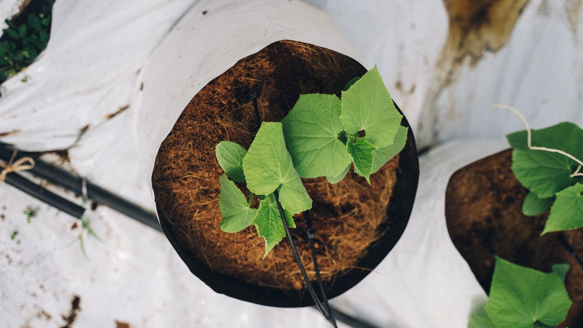 Astuces pour un jardin dintérieur éco-responsable
