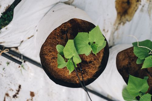 Free High angle shot of young cucumber plants in a pot, ideal for horticulture themes. Stock Photo