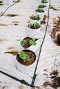 Potted Plants With Water Reticulation