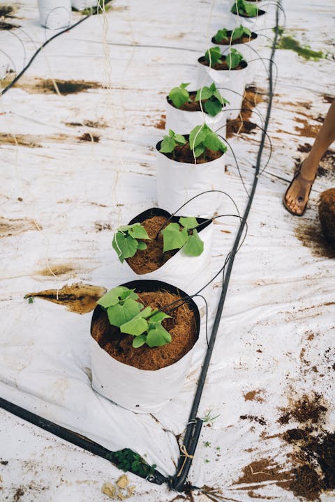 Compost & Drip Irrigation