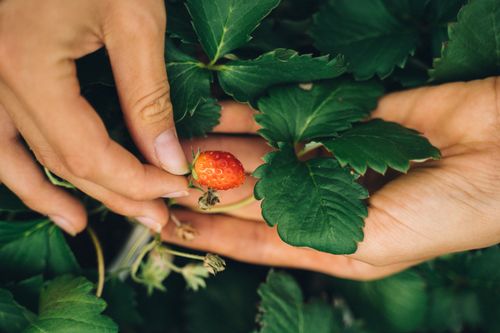Free Close-up of hands holding a ripe strawberry surrounded by green leaves, symbolizing fresh harvest. Stock Photo