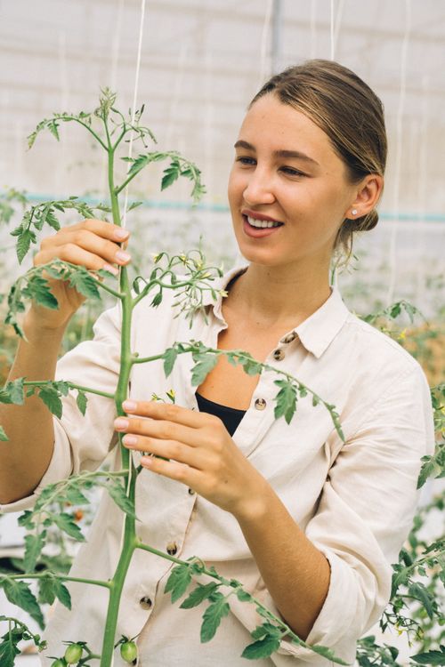 Free Woman tending to tomato plants in a greenhouse, promoting sustainable agriculture. Stock Photo