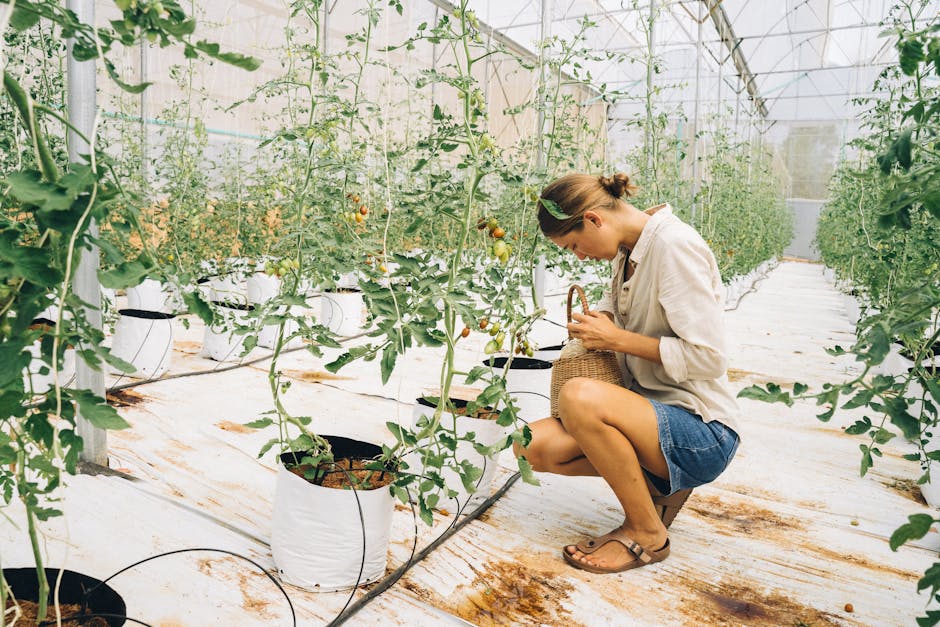 Mastering Vegetable Gardening in Nigeria's Climate