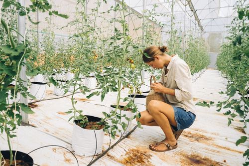 Free A woman kneeling as she harvests tomatoes in a greenhouse, emphasizing sustainable farming. Stock Photo
